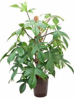 Philodendron erubescens 'Lancianum - comprar online