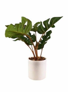 Planta monstera. 59853