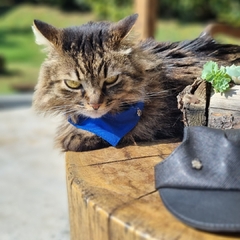 Bandana Sustentável Para Cachorro e Gato - Aus Miaus