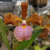 Cattleya Velutina