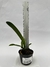 Laelia Tenebrosa - comprar online