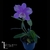 Cattleya Loodigesii Aquini - comprar online