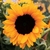 Sementes Girassol - Sunflower Vincent's Choice - 10 Mil Sementes - comprar online