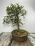 Bonsai de Ulmus Parvifolia 12 anos