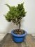 Bonsai Shimpaku - B138