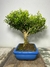 Bonsai Buxus Harlandii - B101