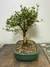 Bonsai Serissa  Rosa - B81