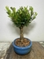 Bonsai Cereja Silvestre - B106