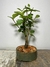 Bonsai de Acerola