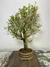 Bonsai Serissa - B129