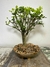 Bonsai Maitenus B157 em vaso de cerâmica com folhagem verde brilhante.