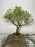 Bonsai Serissa - B129