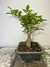 Pré Bonsai Primavera modelo PB90 em vaso preto com folhas verdes.