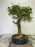 Bonsai Caliandra Spinosa em vaso azul, com folhagem verde e tronco retorcido. B108