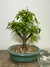 Bonsai Caliandra Branca - B142