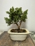 Bonsai Shimpaku - B84