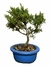 Bonsai Shimpaku - B138