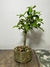 Bonsai de Acerola - B28