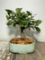 Bonsai de Ficus Green Island