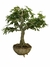 Bonsai Caliandra Rosa em vaso, com folhas verdes vibrantes e tronco texturizado.