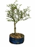 Bonsai Serissa em vaso azul, com folhas verdes e tronco visível. B152