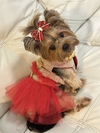 Vestido Natal Lovely Vermelho e Dourado para cachorro e gato