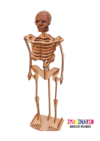 Esqueleto "Beto"