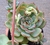 mexican poldensis- pote 11 - comprar online