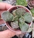 Adromischus cooperi - Pote 6