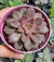 Echeveria mina rubra dupla- Pote 9 - Ateliê Botânico