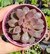 Echeveria mina rubra dupla- Pote 9 - comprar online