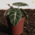 Alocasia Black Velvet - comprar online