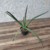 Aloe Vera / Babosa - Orgânico - Planta medicinal