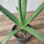 Aloe Vera / Babosa - Orgânico - Planta medicinal na internet