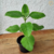 Boldo-africano (Plectranthus Barbatus) - Muda orgânico, Planta medicinal