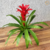 Bromélia Guzmania Finest Red - comprar online