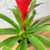 Bromélia Guzmania Finest Red - loja online