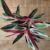 Maranta Tricolor / Calathea Triostar / Stromanthe Sanguinea Triostar - comprar online