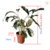 Calathea White Fusion (Maranta) - loja online