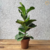 Ficus Lyrata Bambino - loja online