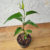Guaco (Mikania Glomerata) - Muda orgânica - Planta Medicinal