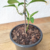 Guaco (Mikania Glomerata) - Muda orgânica - Planta Medicinal na internet