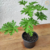 Malva-cheirosa (Pelargonium graveolens) - Muda orgânico - Planta Medicinal