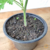 Malva-cheirosa (Pelargonium graveolens) - Muda orgânico - Planta Medicinal na internet