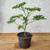 Malva-cheirosa (Pelargonium graveolens) - Muda orgânico - Planta Medicinal - Estufa Urbana