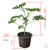 Malva-cheirosa (Pelargonium graveolens) - Muda orgânico - Planta Medicinal - loja online