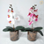 Arranjo Orquídea 1 haste (planta artificial) + Vaso vidro cilíndrico