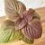 Muda de Shiso Roxo (Perilla frutescens) - Cultivo orgânico - comprar online
