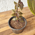 Muda de Shiso Roxo (Perilla frutescens) - Cultivo orgânico na internet