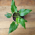 Xanadu (Philodendron Xanadu) - comprar online